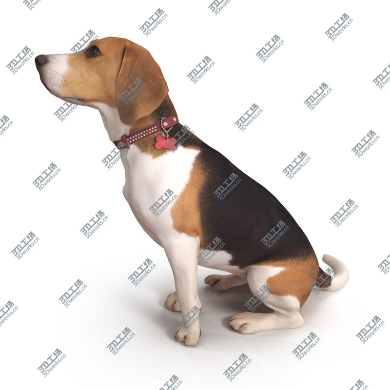 images/goods_img/202104092/3D Beagle/4.jpg